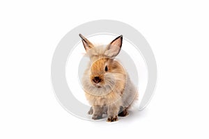 Happy Easter Day. Brown rabbit on white background. Cute Brown baby bunny on white background