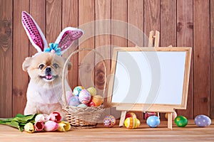 Happy Easter day colorful eggs in basket and Cute puppies Pomeranian Mixed breed Pekingese dog Wear bunny ears sitting on wood