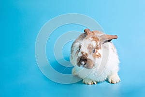 Happy Easter Day. Fancy rabbit on blue background. Cute Fancy baby bunny on blue background. Rabbits that are cute and accurate