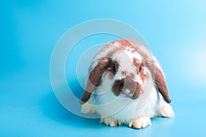 Happy Easter Day. Fancy rabbit on blue background. Cute Fancy baby bunny on blue background. Rabbits that are cute and accurate