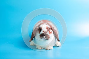 Happy Easter Day. Fancy rabbit on blue background. Cute Fancy baby bunny on blue background. Rabbits that are cute and accurate