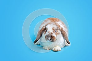 Happy Easter Day. Fancy rabbit on Light blue background. Cute Fancy baby bunny on blue background. Rabbits that are cute and