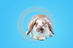 Happy Easter Day. Fancy rabbit on Light blue background. Cute Fancy baby bunny on blue background. Rabbits that are cute and