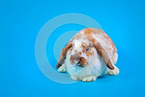 Happy Easter Day. Fancy rabbit on Light blue background. Cute Fancy baby bunny on blue background. Rabbits that are cute and