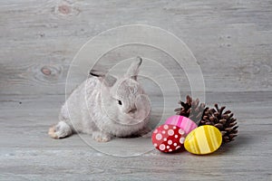 Happy Easter Day. Rabbit with colorful Easter eggs on wood. Cute Easter bunny rabbit with painted Easter eggs on wood background