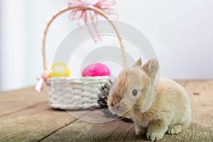 Happy Easter Day. Rabbit with colorful Easter eggs on wood. Cute Easter bunny rabbit with painted Easter eggs on wood background