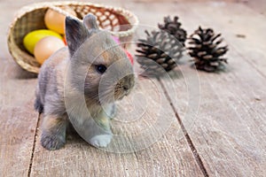 Happy Easter Day. Rabbit with colorful Easter eggs on wood. Cute Easter bunny rabbit with painted Easter eggs on wood background