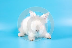 Happy Easter Day. White rabbit on blue background. Cute White baby bunny on blue background