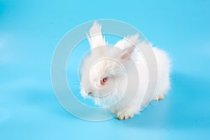 Happy Easter Day. White rabbit on blue background. Cute White baby bunny on blue background