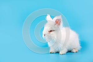 Happy Easter Day. White rabbit on blue background. Cute White baby bunny on blue background