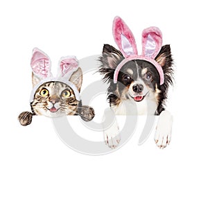 Happy Easter Dog and Cat Over White Banner