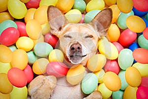 Happy easter dog with eggs