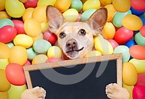 Happy easter dog with eggs