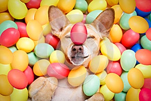 Happy easter dog with eggs