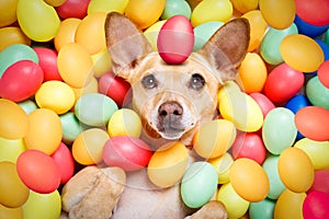 Happy easter dog with eggs