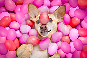 Happy easter dog with eggs