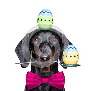 Happy easter dog with eggs