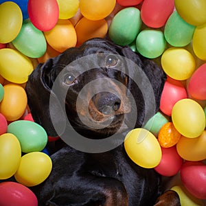 Happy easter dog with eggs