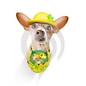 Happy easter dog with eggs