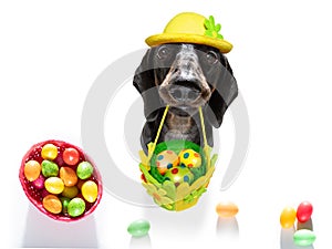 Happy easter dog with eggs