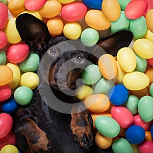 Happy easter dog with eggs