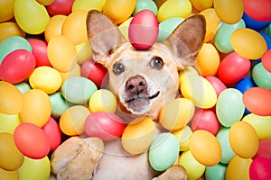 Happy easter dog with eggs