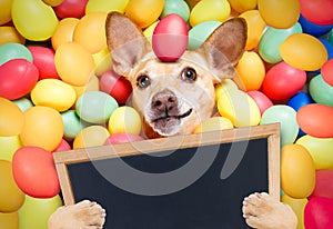 Happy easter dog with eggs