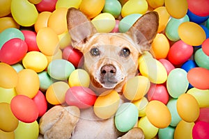Happy easter dog with eggs