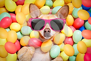 Happy easter dog with eggs