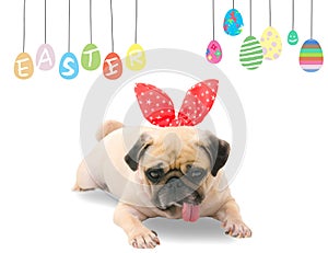 Happy Easter. Dog Pug wearing rabbit bunny ears sleep rest near pastel colorful eggs with copy space.