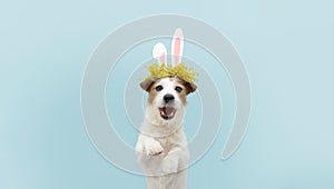 Happy easter dog spring. Funny happy jack russell standing hind two legs wearing bunny ears. Isolated on blue colored background