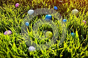 Happy Easter. Easter eggs hidden in spring grass