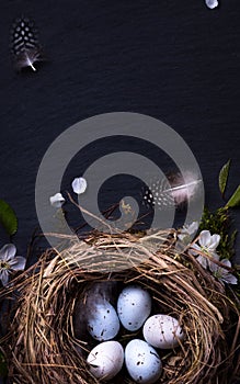 Happy Easter; Easter eggs in nest and spring flower on table