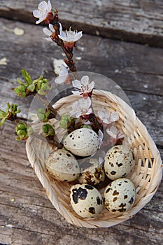 Happy easter with flowers and quail eggs