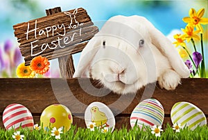 Happy Easter greeting card with white bunny