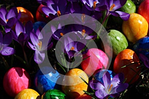 Happy easter greetings with eastereggs and crocuses