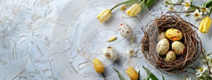 Happy Easter holiday celebration banner with painted eggs in bird nest basket and yellow tulip flowers