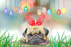 Happy Easter. Pug wearing Easter rabbit Bunny ears sitting with pastel colorful of eggs.