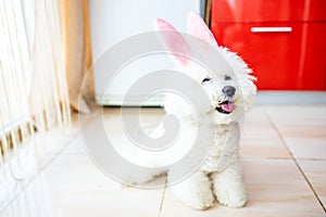 Happy Easter puppy wearing Easter rabbit Bunny ears indoors