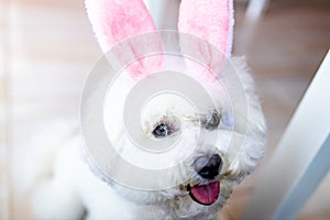 Happy Easter puppy wearing Easter rabbit Bunny ears indoors