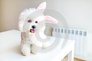 Happy Easter puppy wearing Easter rabbit Bunny ears indoors