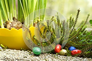 happy easter setting with giant egg shell, plants and some colorful chocolate eggs