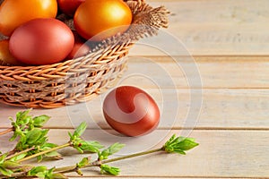 Happy Easter. Shiny golden eggs in a wicker basket and willow twigs