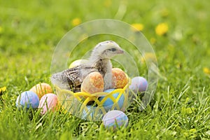 Happy Easter. small baby hen, chick, little chiken in basket with colorful eggs on green grass. spring holiday concept