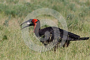 Happy Easter - Southern Ground Hornbill with an egg