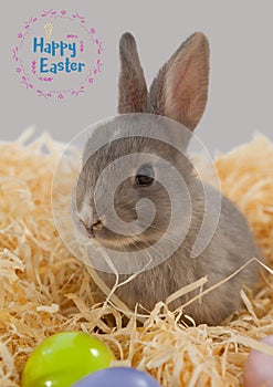 Happy easter text in pink frame and easter bunny in straw on grey background