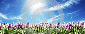 Happy Eastern pink and white Tulip on grassland blue sunny sky greeting textspace