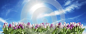 Happy Eastern pink and white Tulip on grassland blue sunny sky greeting textspace