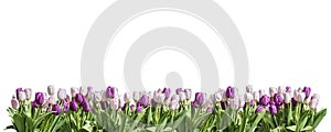 Happy Eastern pink and white Tulip white background space greeting textspace