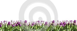 Happy Eastern pink and white Tulip white background space greeting textspace side to side